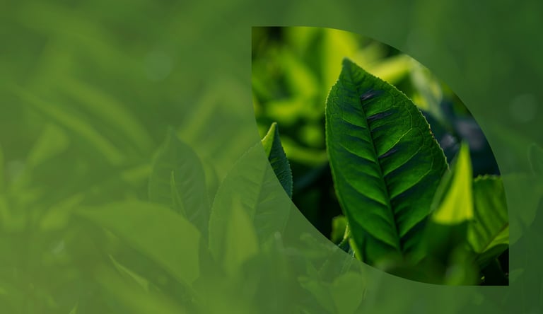 Global Dubai Tea Forum 2025